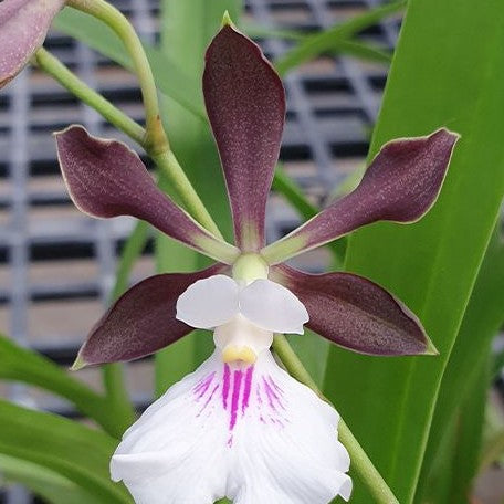 Encyclia Shinfong Smile × sib 2.5"