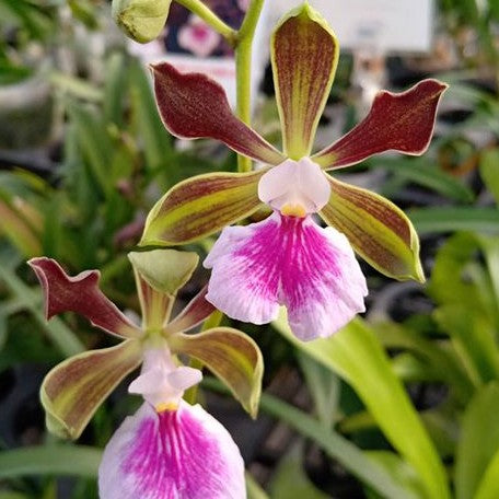 Encyclia Shinfong Smile × sib 2.5"