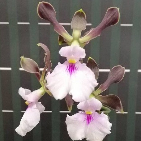 Encyclia Shinfong Smile × sib 2.5"