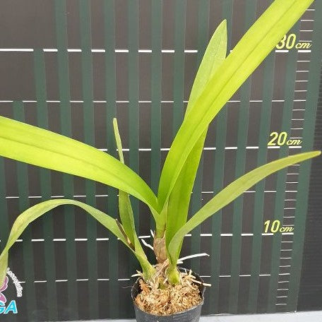 Encyclia Shinfong Smile × sib 2.5"