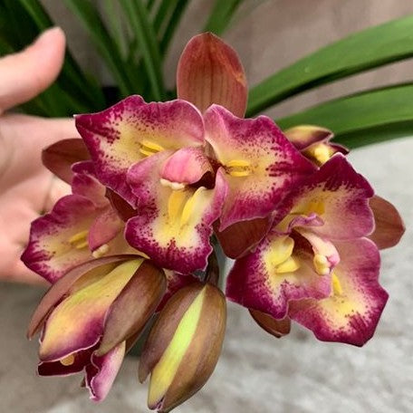 Cymbidium unknown hybrid 'Nothodoritis17' 4.0" Fragrant