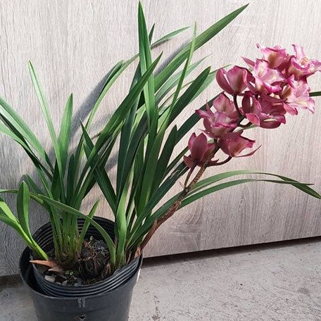 Cymbidium unknown hybrid 'Nothodoritis17' 4.0" Fragrant