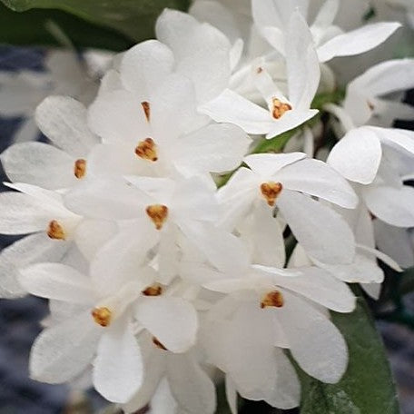 Ascocentrum ampullaceum var. alba × sib bareroot