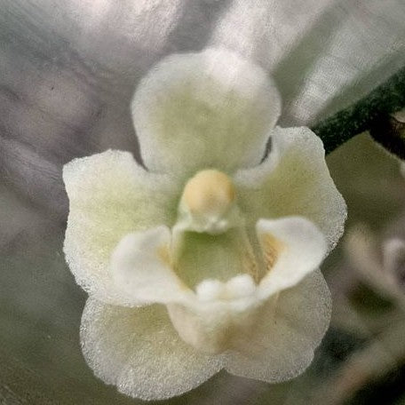 Chiloschista viridiflava var. alba × sib bareroot