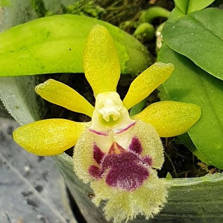 Haraella retrocalla × sib 1.7"