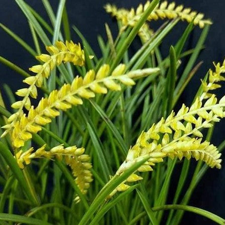 Dendrochilum javieri × sib 2.5"