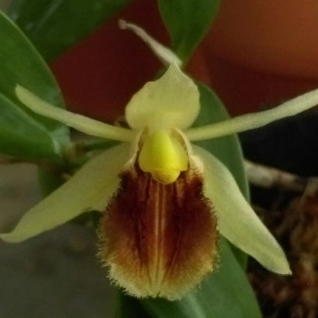 Coelogyne fimbriata × sib 2.5" Fragrant