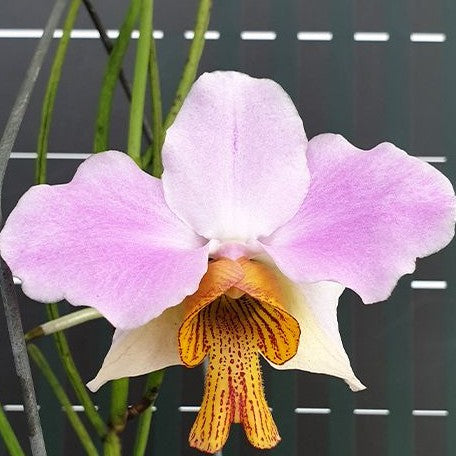 Papilionanthe teres × sib 2.5"