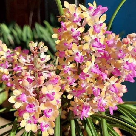 Aerides mitrata 'Yellow' × sib mounted