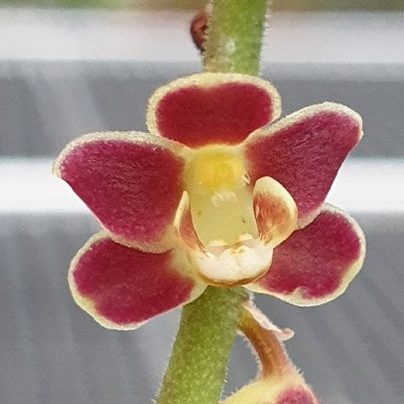 Chiloschista lunifera × sib bareroot