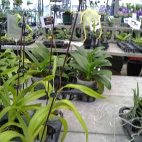 Aeranthes grandiflora × sib 2.5"