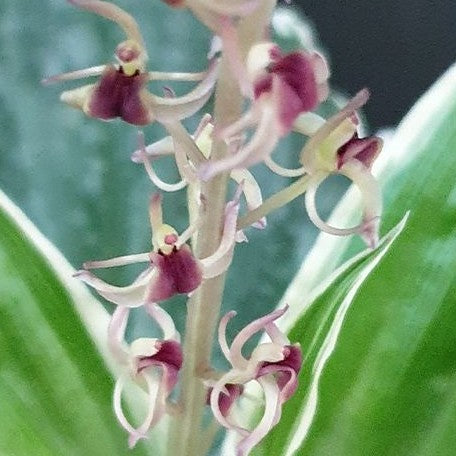 Liparis formosana variegated 2.5"