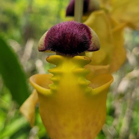 Coryanthes Micaels Panker (= trifoliata × verrucolineata) 2.5"