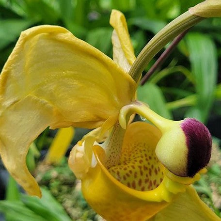 Coryanthes Micaels Panker (= trifoliata × verrucolineata) 2.5"