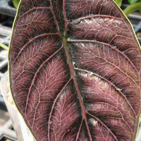 Alocasia azlanii 2.5"