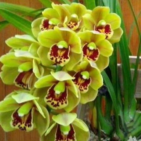 Cymbidium Sunshine Falls 2.5"