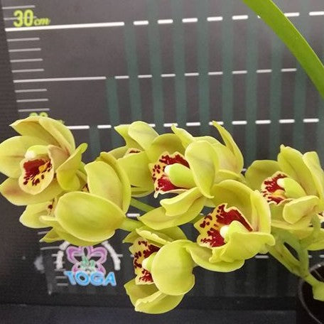 Cymbidium Sunshine Falls 2.5"