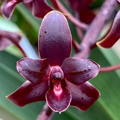 Cymbidium Little Black Sambo 'Black Magic' 2.8"