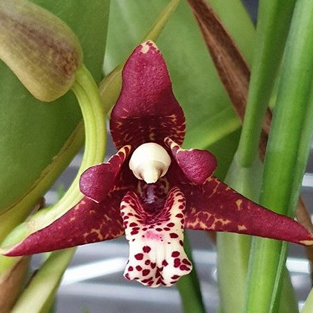 Maxillaria tenuifolia 3.0"