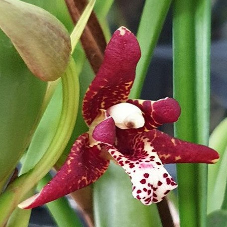 Maxillaria tenuifolia 3.0"