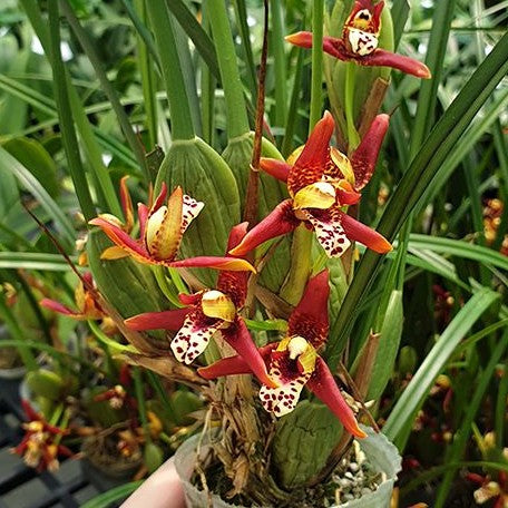 Maxillaria tenuifolia 3.0"