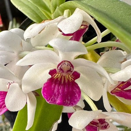 (Holcoglossum flavescens × Rhynchostylis gigantea) × Rhynchostylis gigantea var. alba 2.5"