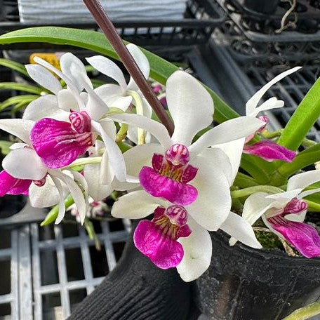 (Holcoglossum flavescens × Rhynchostylis gigantea) × Rhynchostylis gigantea var. alba 2.5"