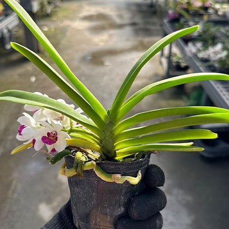 (Holcoglossum flavescens × Rhynchostylis gigantea) × Rhynchostylis gigantea var. alba 2.5"