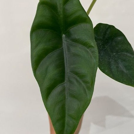 Alocasia venusta 2.5"