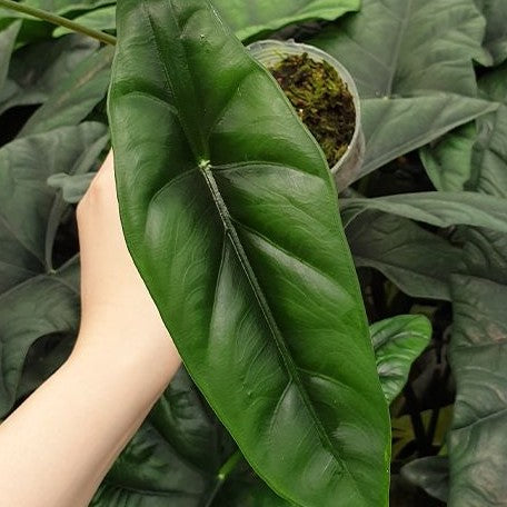 Alocasia venusta 2.5"