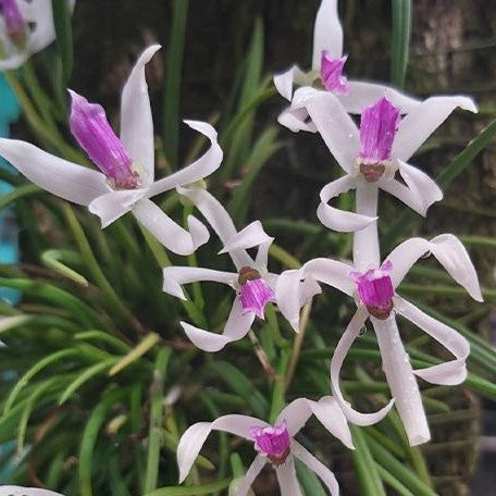 Leptotes bicolor × sib 2.0"