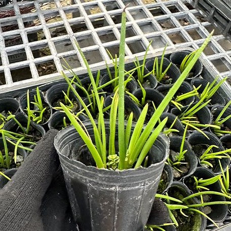 Leptotes bicolor × sib 2.0"