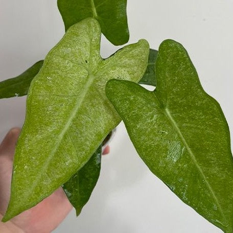 Alocasia micholitziana Variegated 'Mint' variegated 2.5"