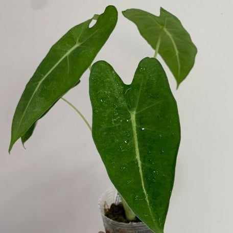 Alocasia micholitziana Variegated 'Mint' variegated 2.5" *On Hand*
