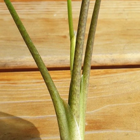 Alocasia Lukiwan 2.5"