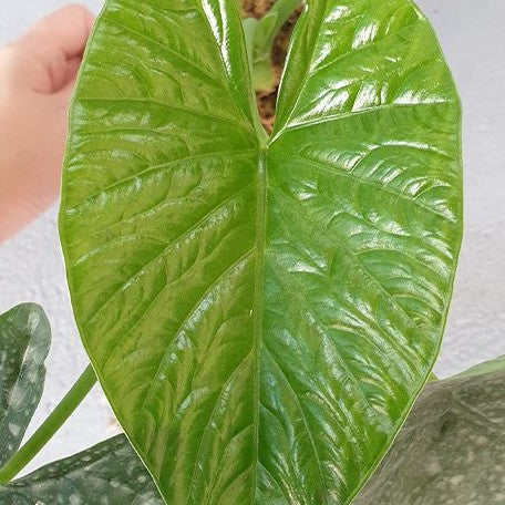 Alocasia Lukiwan 2.5"