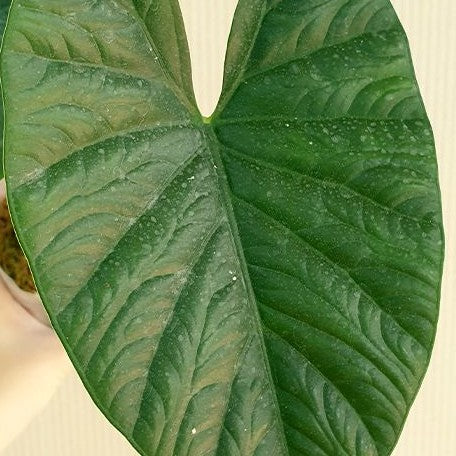 Alocasia Lukiwan 2.5"