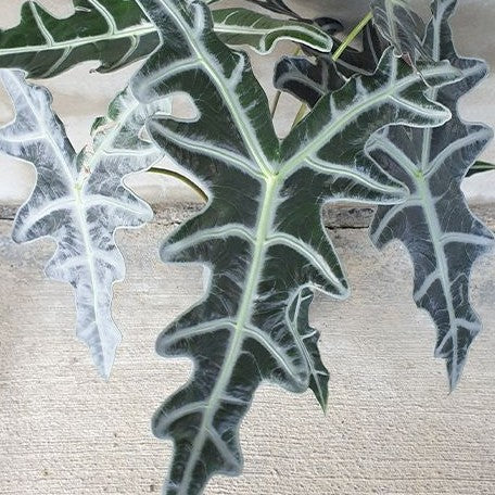 Alocasia sanderiana 'Nobilis' variegated (2186P:3)