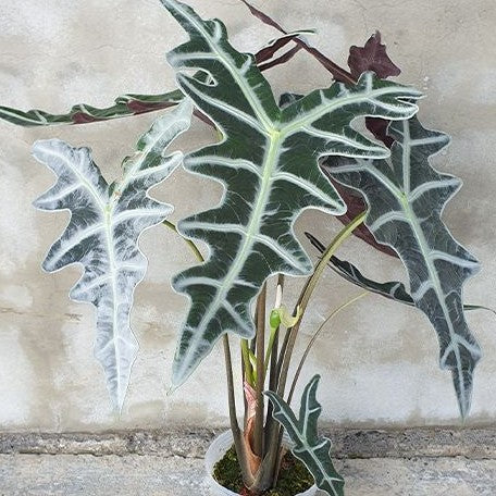 Alocasia sanderiana 'Nobilis' variegated (2186P:3)