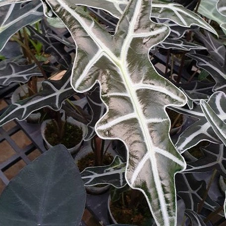 Alocasia sanderiana 'Nobilis' variegated (2186P:3)