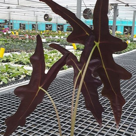 Alocasia sanderiana 'Nobilis' variegated (2186P:3)