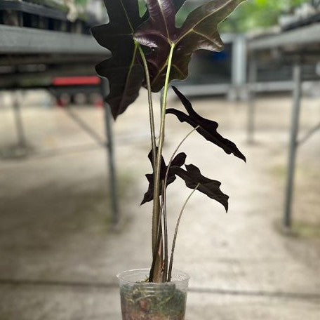 Alocasia sanderiana 'Nobilis' variegated (2186P:3)