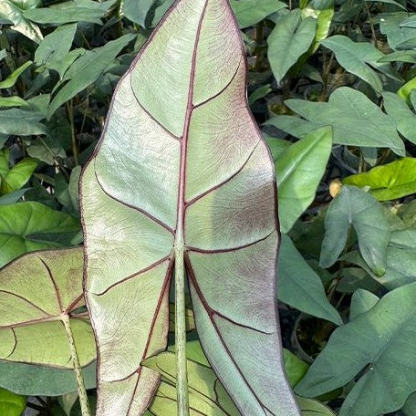 Alocasia princeps 2.5" *On Hand*