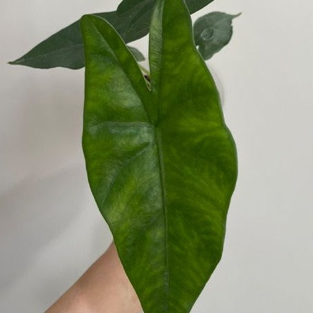 Alocasia princeps 2.5" *On Hand*