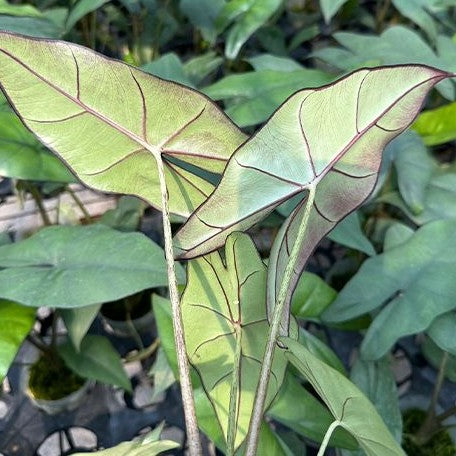 Alocasia princeps 2.5" *On Hand*
