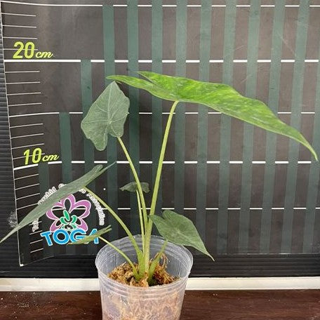 Alocasia princeps 2.5" *On Hand*