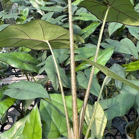 Alocasia princeps 2.5" *On Hand*