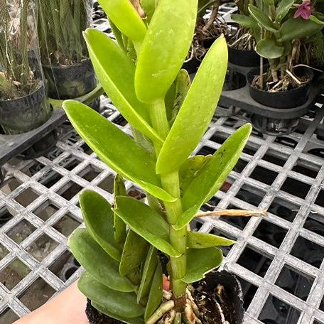 Epidendrum Pacific Spring (= Special Valley × Sun Valley) 3.0"