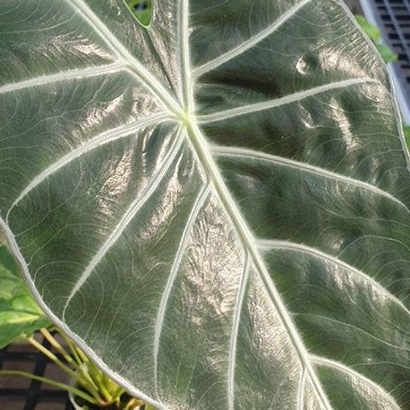 Alocasia Morocco 2.5"