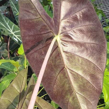 Alocasia Morocco 2.5"